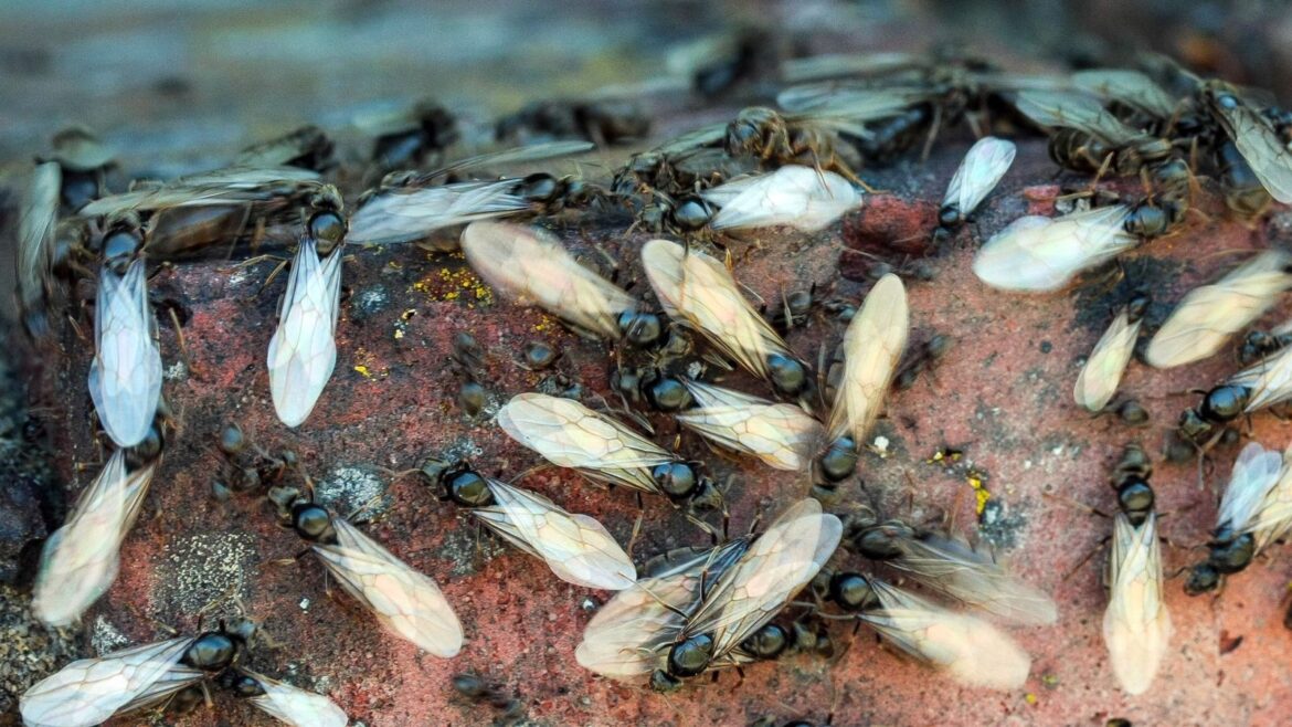Radars detect mile-long swarm of flying ants near UK’s south coast