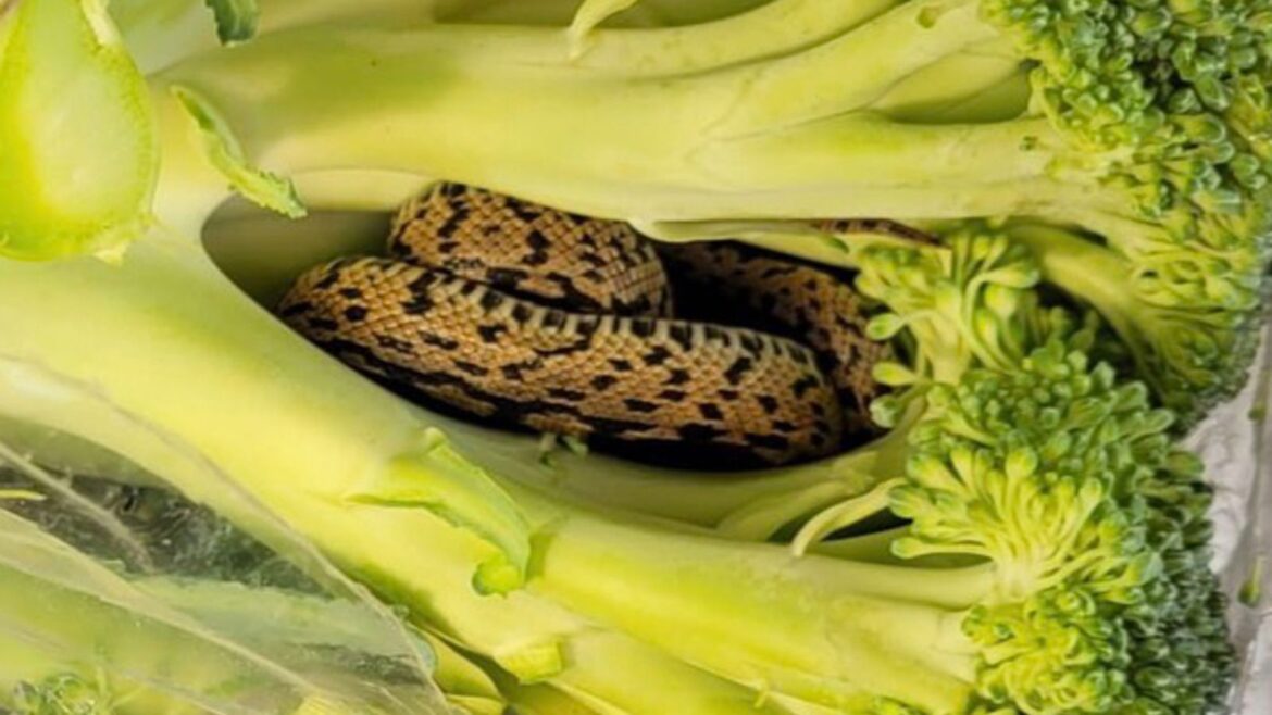 Shopper finds snake inside bag of broccoli