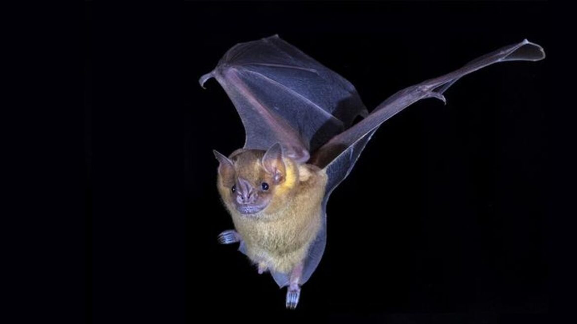Holy immune response! ‘Unusual’ bat genes could pave way for COVID and cancer treatments