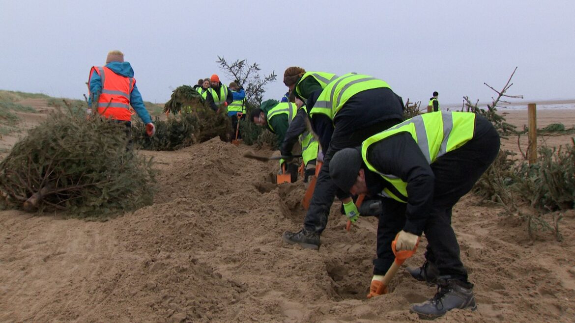 Why old Christmas trees are being buried on the beach